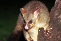 Female Choice Possum Removal Brisbane image 1